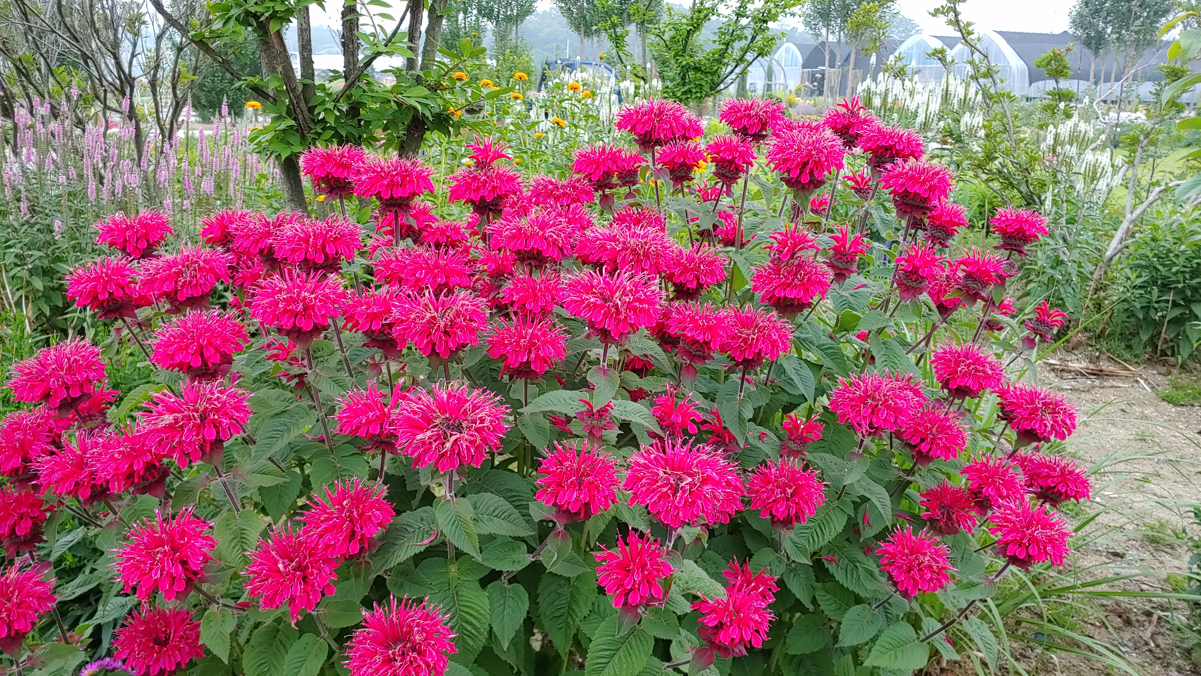 Monarda didyma 'Pink Lace'